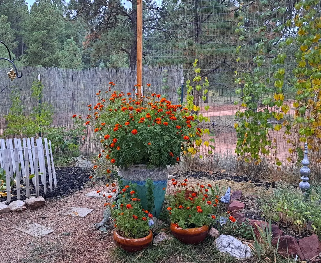 Sunflowers and mountain garden beds