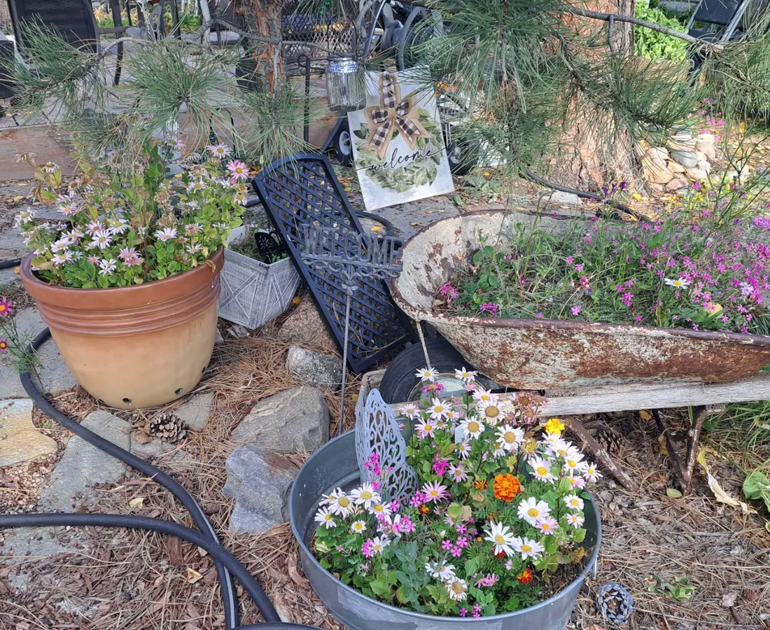 Vee's wildflower wheelbarrow and garden pots