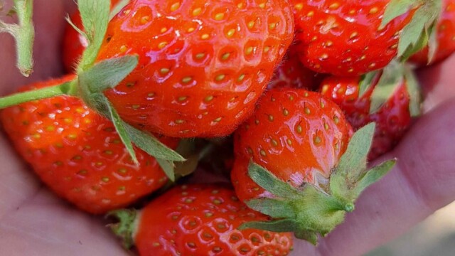 Fresh strawberries from the garden are the best!